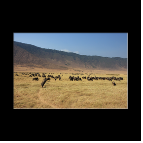 Migration de gnous dans le cratre du Ngorongoro