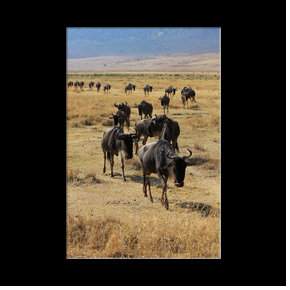 Migration de gnous dans le cratre du Ngorongoro