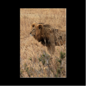 Lion dans le Serengeti NP
