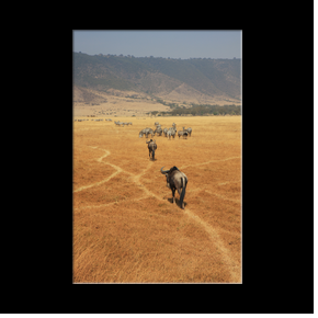 Migration de gnous dans le cratre du Ngorongoro