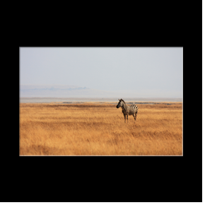 Zbre dans le cratre du Ngorongoro