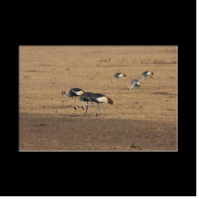 Echassiers dans le cratre du Ngorongoro