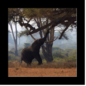 Elphant dans le cratre du Ngorongoro