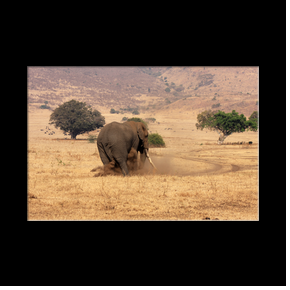 Elphant dans le cratre du Ngorongoro