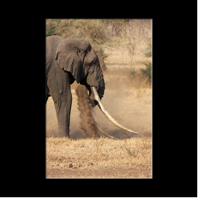 Elphant dans le cratre du Ngorongoro