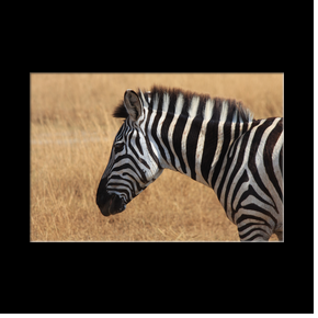 Zbre dans le cratre du Ngorongoro