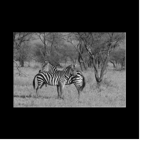 Zbres mle et femelle dans le Serengeti NP
