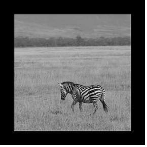 Zbre dans le cratre du Ngorongoro