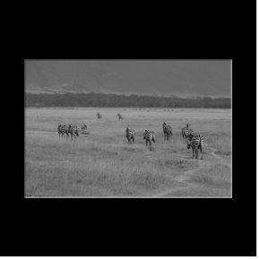 Zbres dans le cratre du Ngorongoro