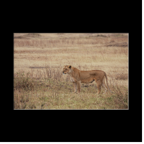 Lionne dans le Serengeti NP