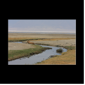 Lion guettant les flamants roses au bord du lac Magadi