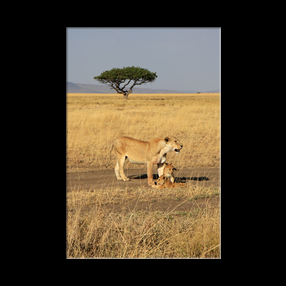 Lionne et lionceaux dans le Serengeti NP
