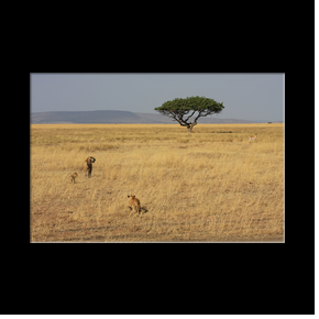 Lionne chassant une gazelle