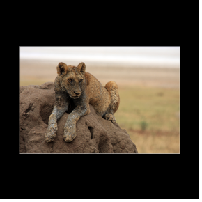 Lion au bord du Lac Manyara