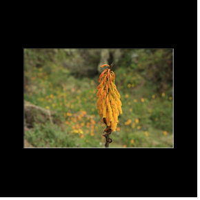 Fleurs dans une fort luxuriante 