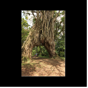 Fig Tree arch
