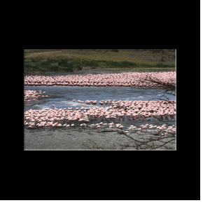 Flamants roses dans l'un des nombreux lacs du Parc national d'Arusha