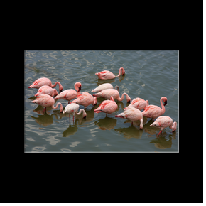 Flamants roses dans l'un des nombreux lacs du Parc national d'Arusha