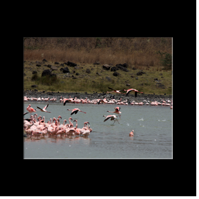 Flamants roses dans l'un des nombreux lacs du Parc national d'Arusha