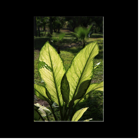 Jardins de l'htel  Bagamoyo