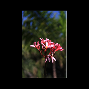 Jardins de l'htel  Bagamoyo