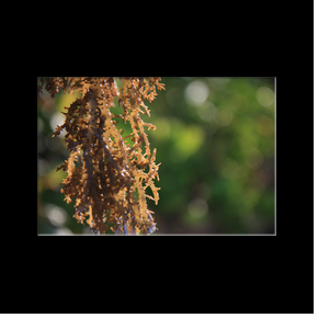 Algues sechant au soleil  Matemwe