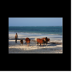 Plage de Matemwe, itinraire bis pour les vaches aussi!!!