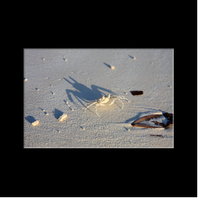 Crabe  l'ombre inquitante  Matemwe