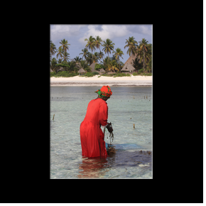 Rcolte des algues  mare basse au large de Matemwe, un petit village paisible et traditionnel