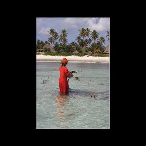 Rcolte des algues  mare basse au large de Matemwe, un petit village paisible et traditionnel